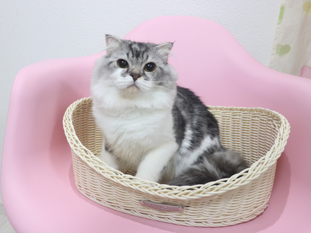 スコティッシュフォールドの子猫画像
