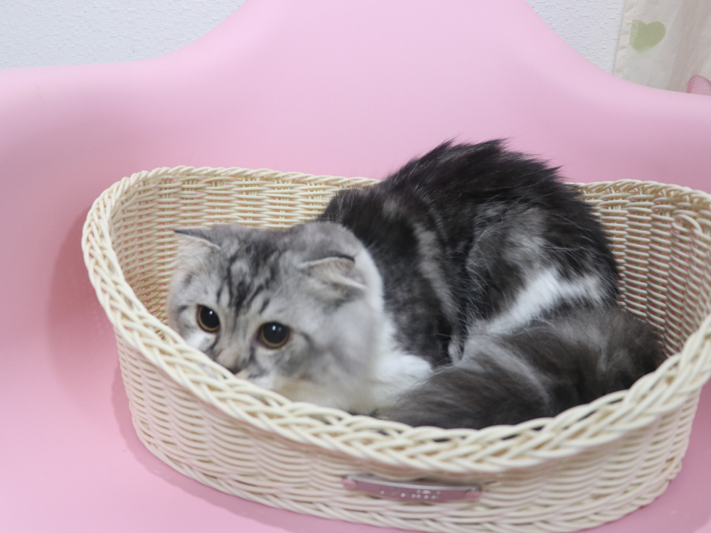 スコティッシュフォールドの子猫画像
