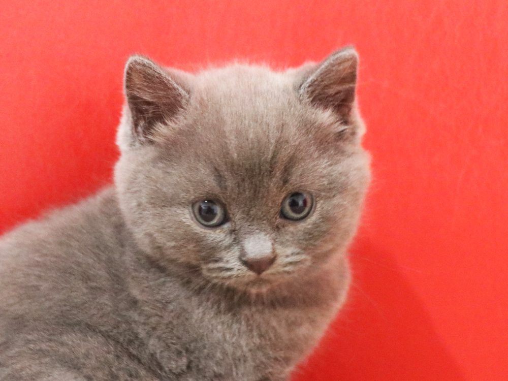 スコティッシュフォールドの子猫画像