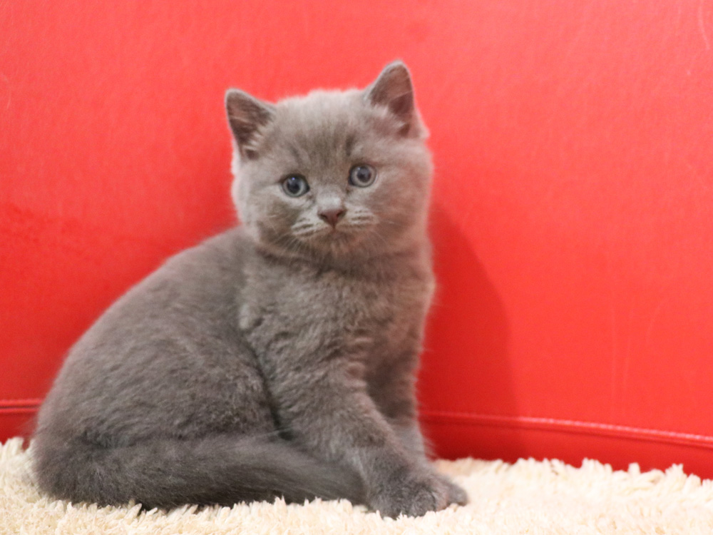 スコティッシュフォールドの子猫画像