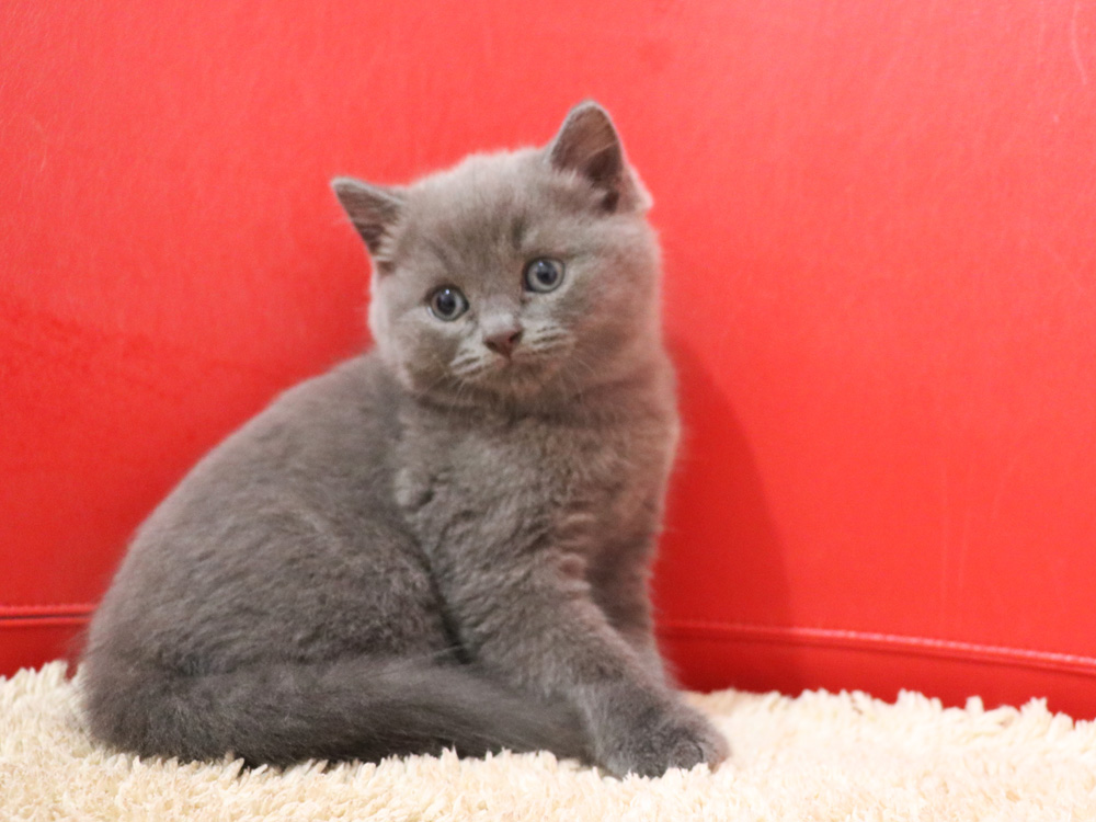 スコティッシュフォールドの子猫画像