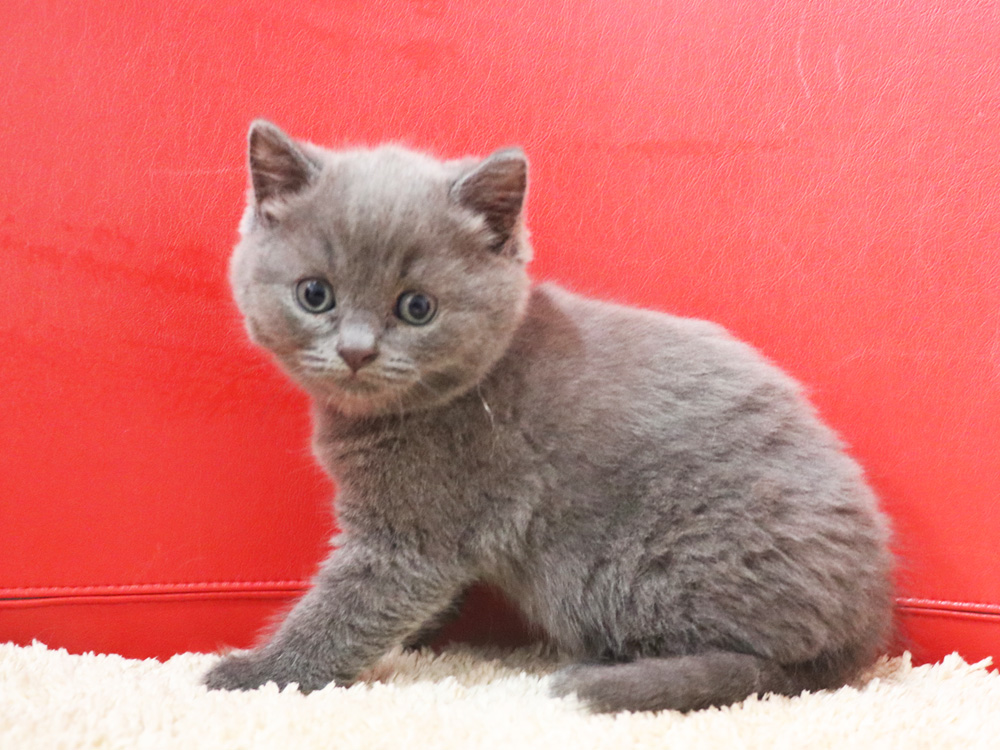 スコティッシュフォールドの子猫画像