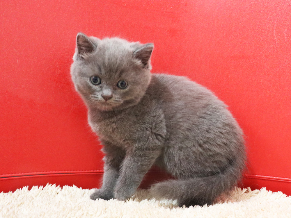 スコティッシュフォールドの子猫画像