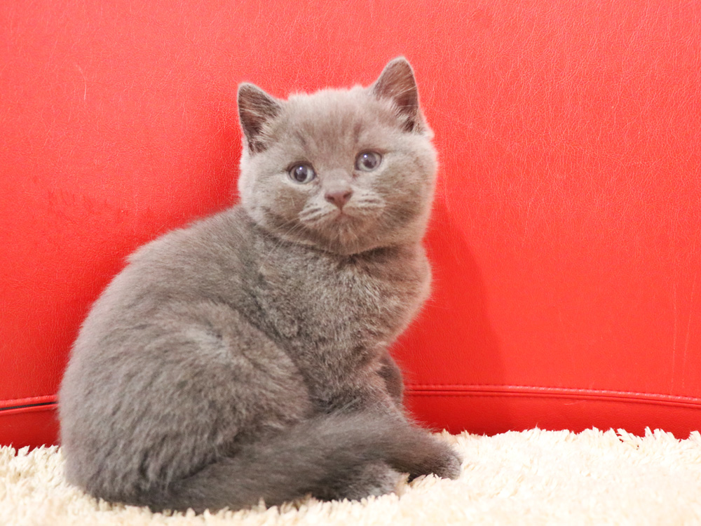 スコティッシュフォールドの子猫画像
