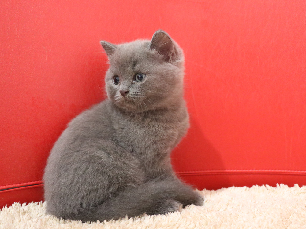 スコティッシュフォールドの子猫画像