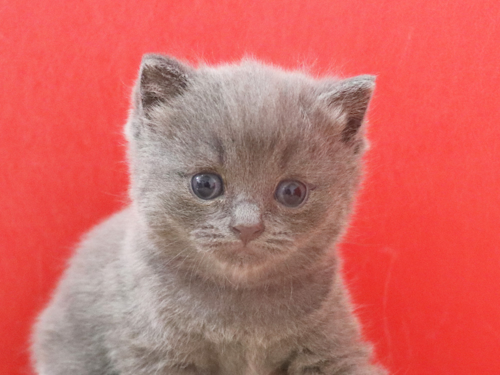 スコティッシュフォールドの子猫画像