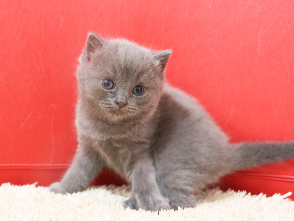 スコティッシュフォールドの子猫画像