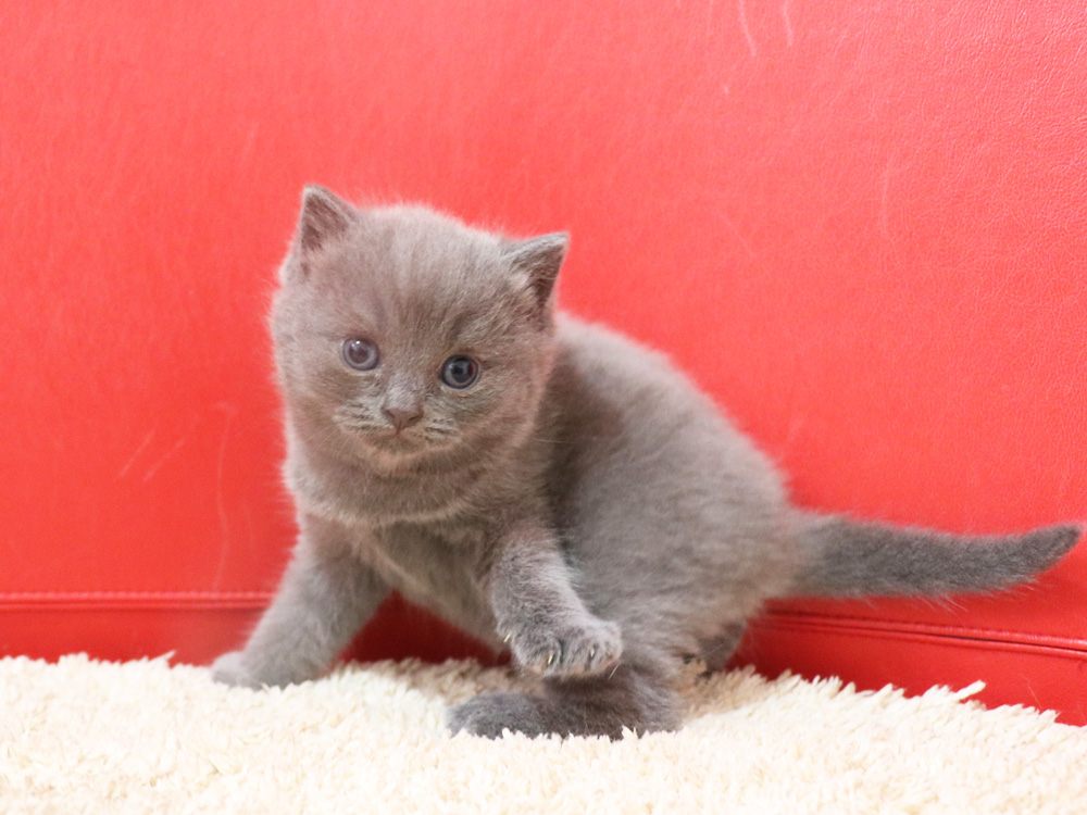 スコティッシュフォールドの子猫画像