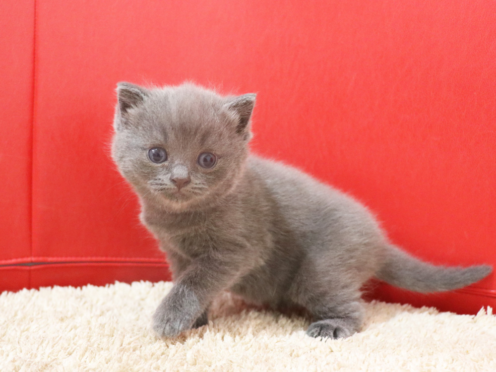スコティッシュフォールドの子猫画像