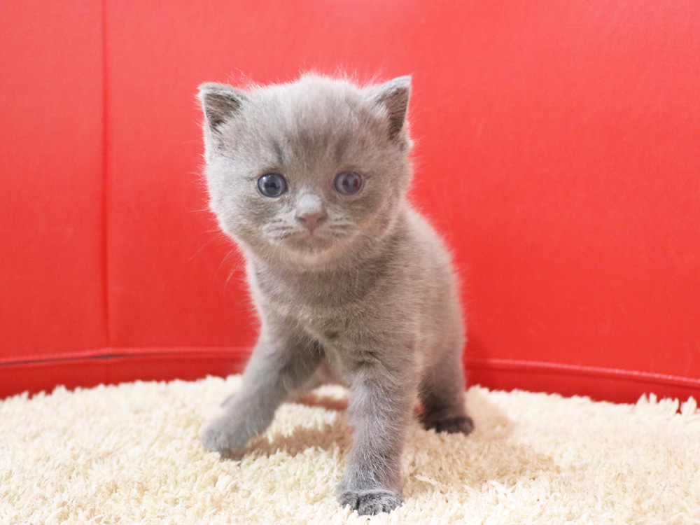 スコティッシュフォールドの子猫画像