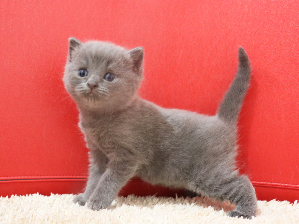 スコティッシュフォールドの子猫画像