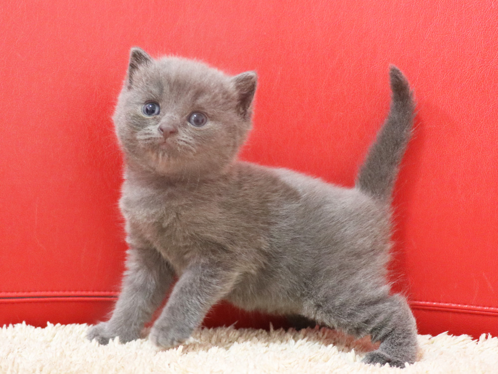スコティッシュフォールドの子猫画像