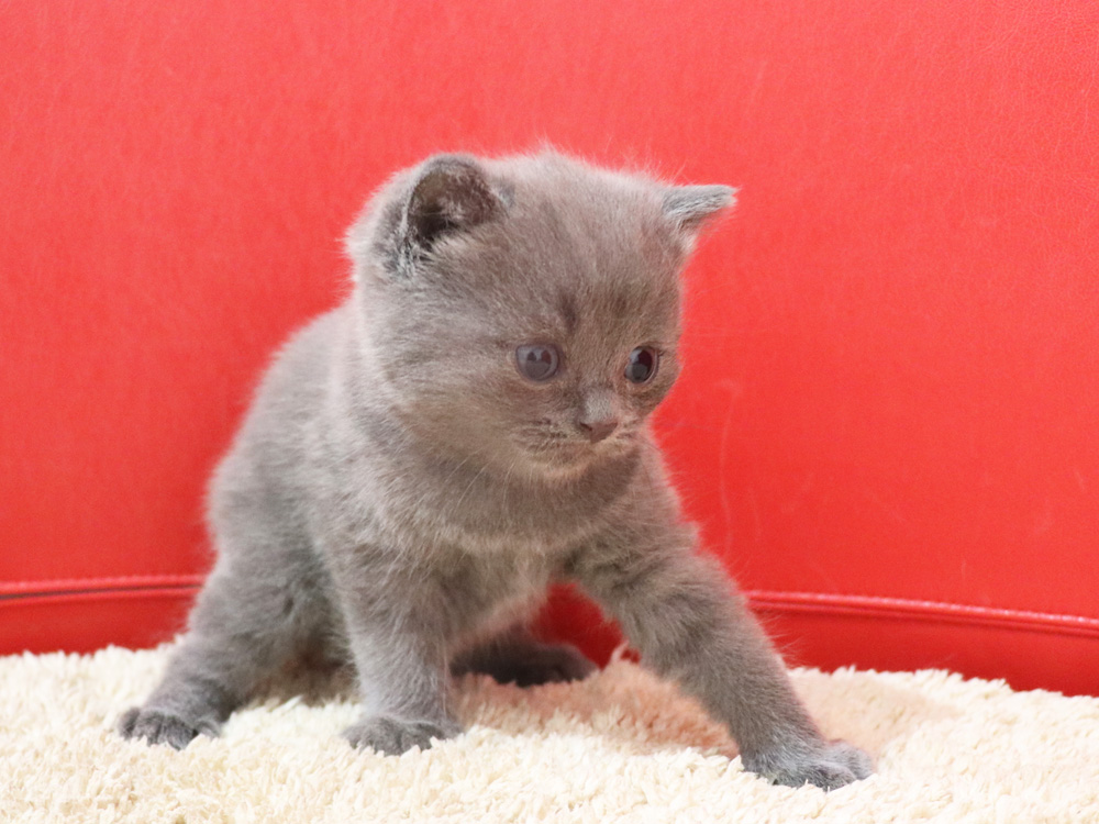 スコティッシュフォールドの子猫画像