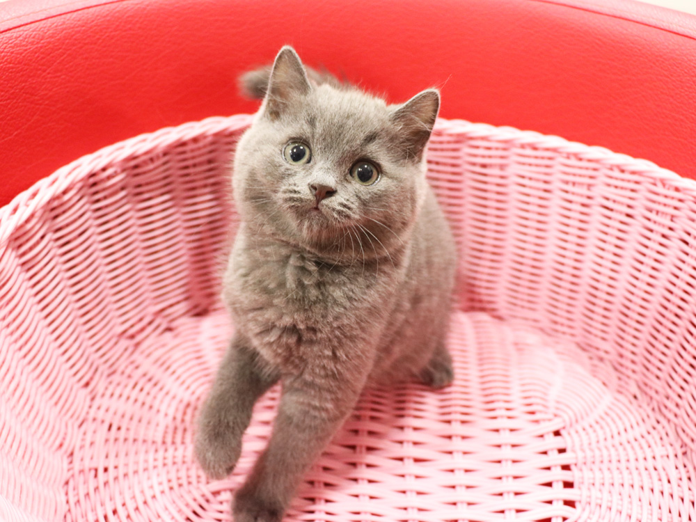 スコティッシュフォールドの子猫画像