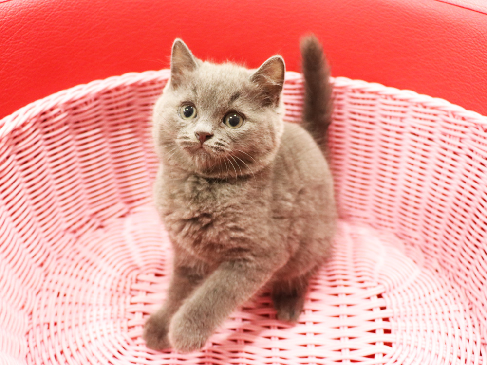 スコティッシュフォールドの子猫画像