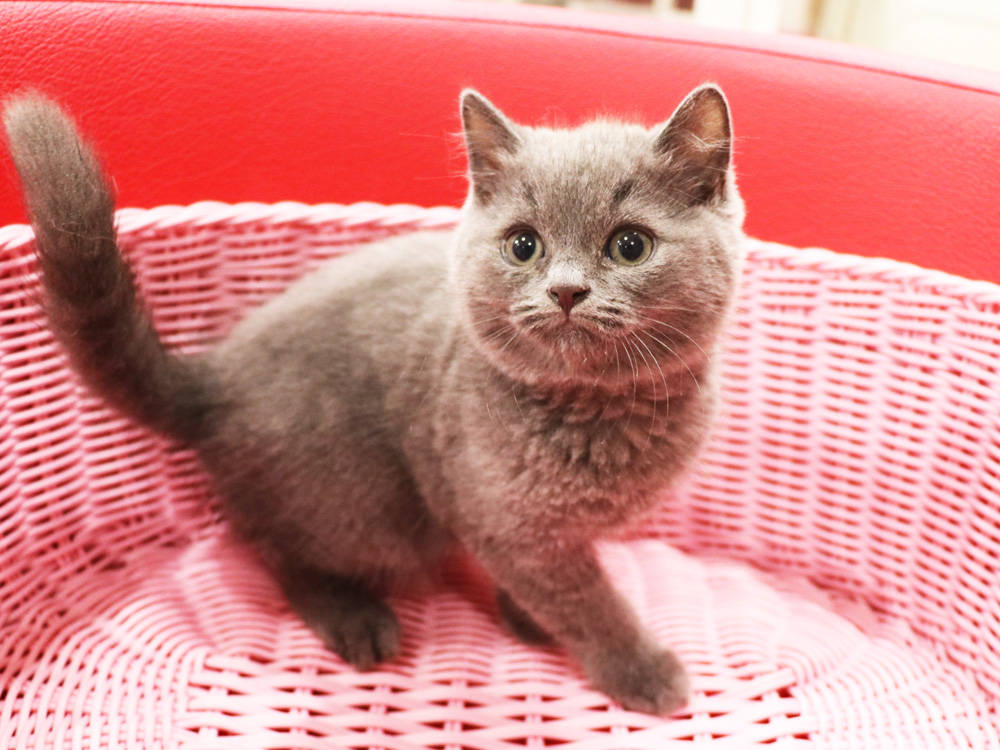 スコティッシュフォールドの子猫画像