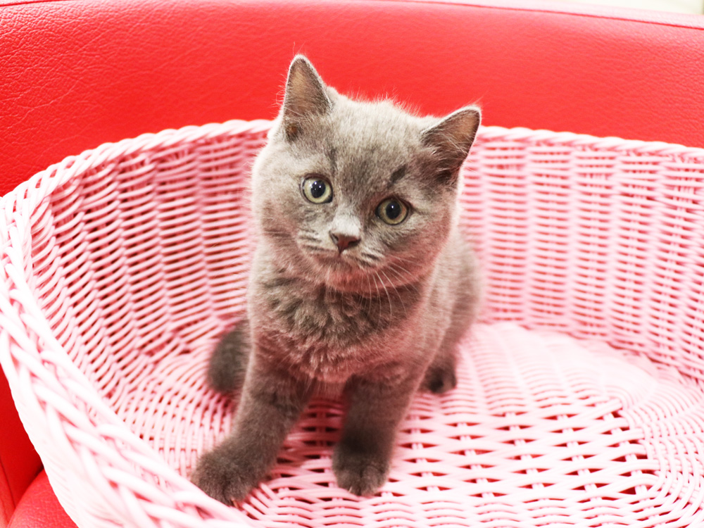 スコティッシュフォールドの子猫画像