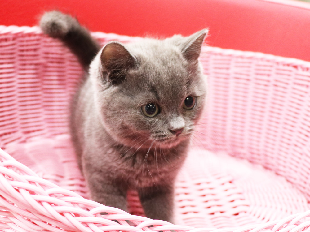 スコティッシュフォールドの子猫画像