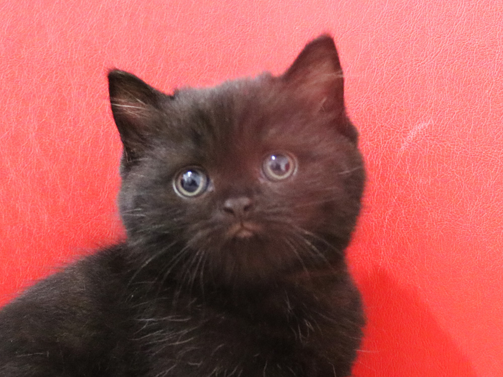 スコティッシュフォールドの子猫画像