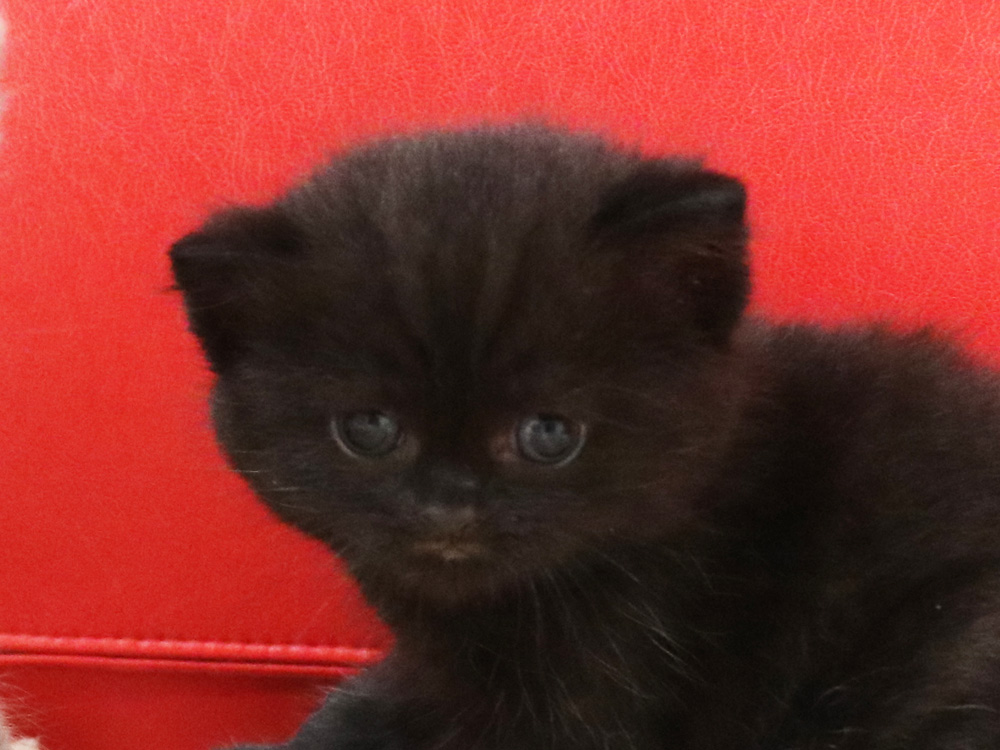 スコティッシュフォールドの子猫画像