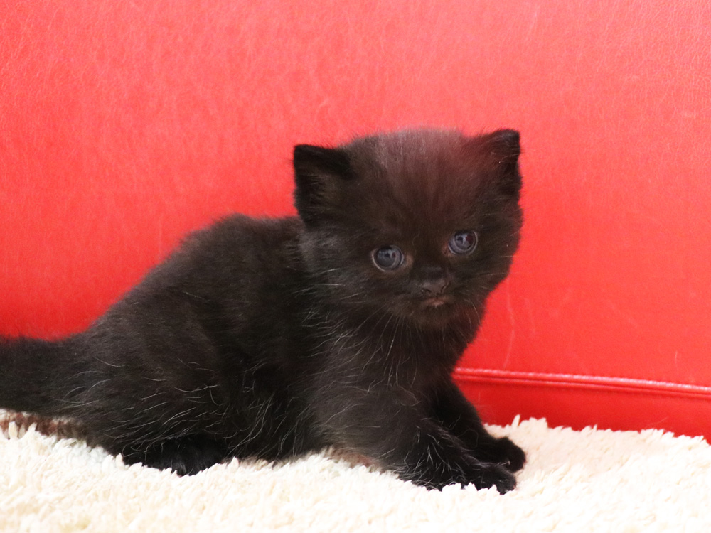 スコティッシュフォールドの子猫画像