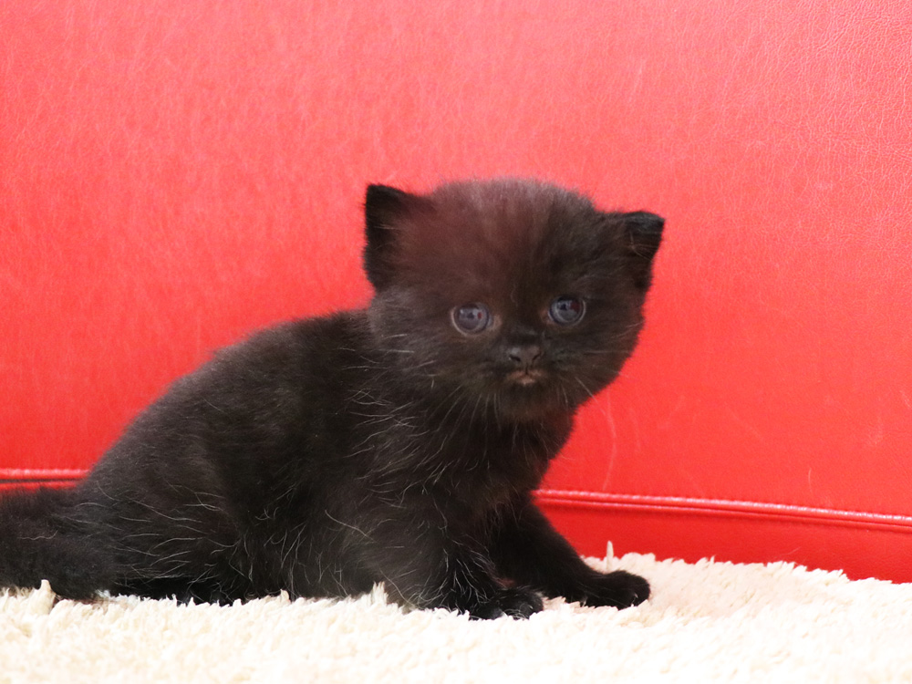 スコティッシュフォールドの子猫画像