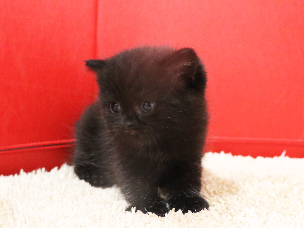 スコティッシュフォールドの子猫画像