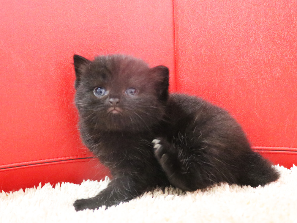 スコティッシュフォールドの子猫画像