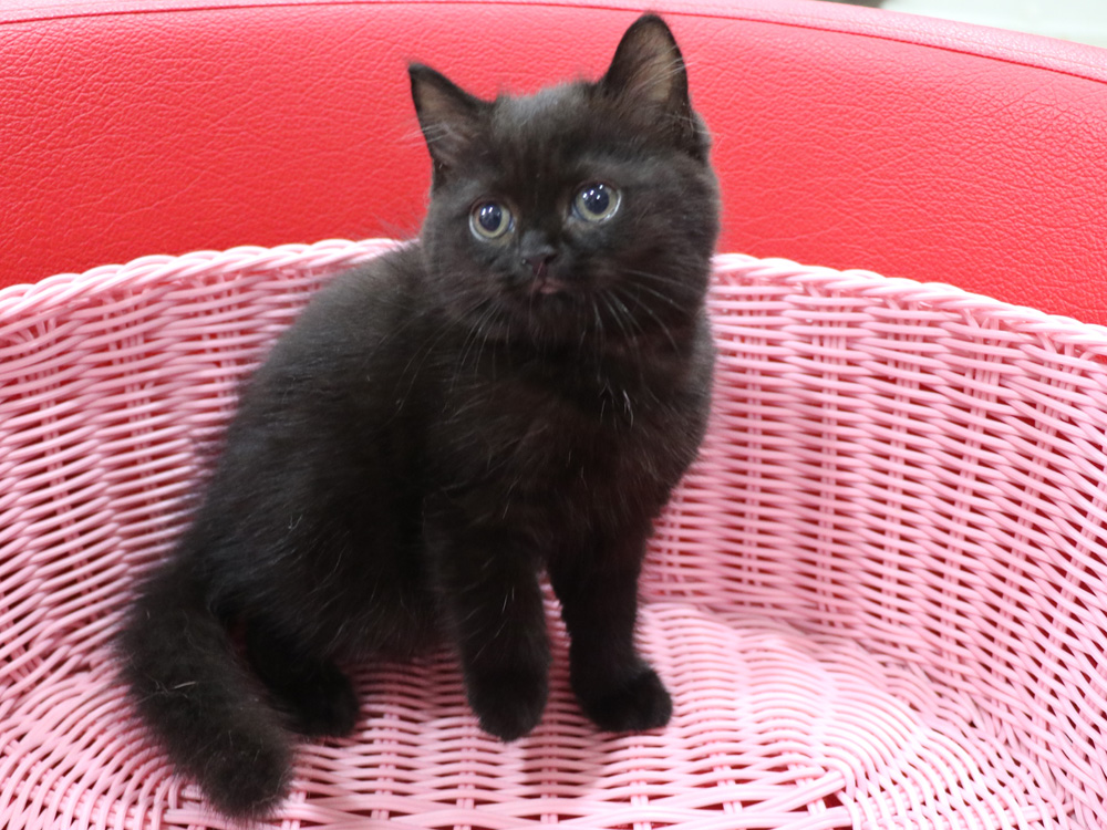 スコティッシュフォールドの子猫画像