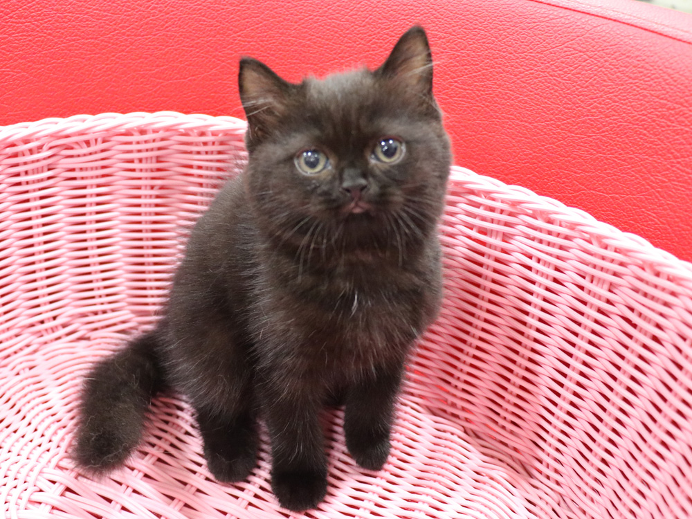 スコティッシュフォールドの子猫画像