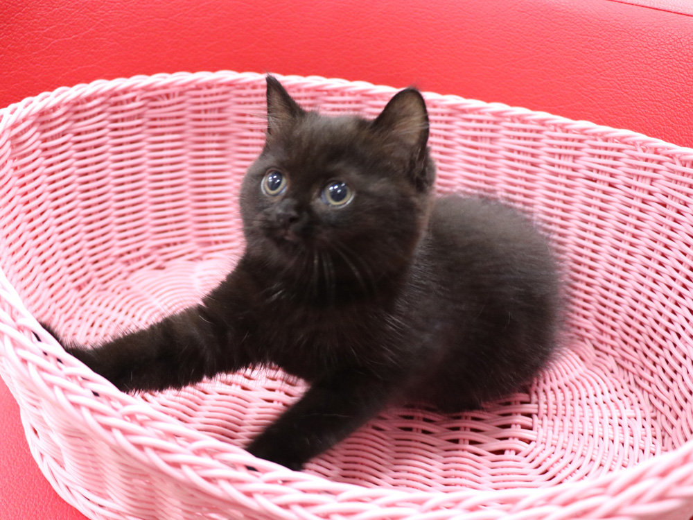 スコティッシュフォールドの子猫画像