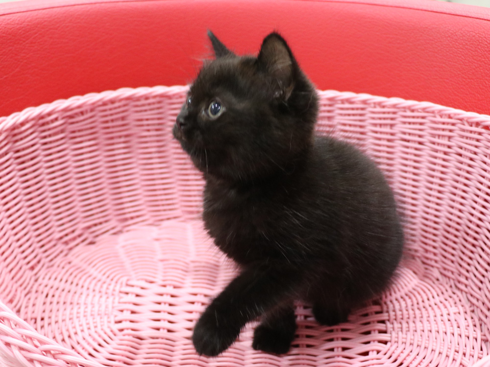 スコティッシュフォールドの子猫画像