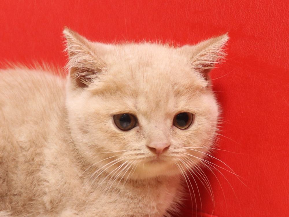 スコティッシュフォールドの子猫画像