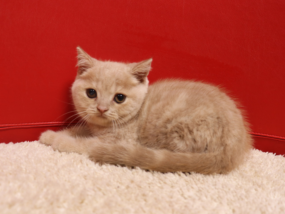スコティッシュフォールドの子猫画像