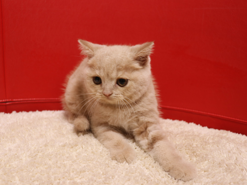 スコティッシュフォールドの子猫画像