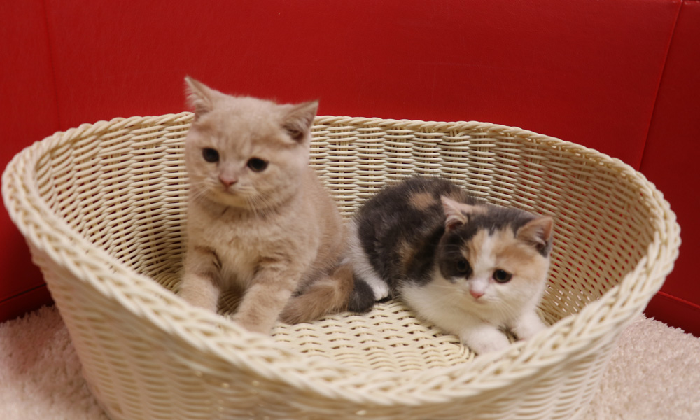 スコティッシュフォールドの子猫画像