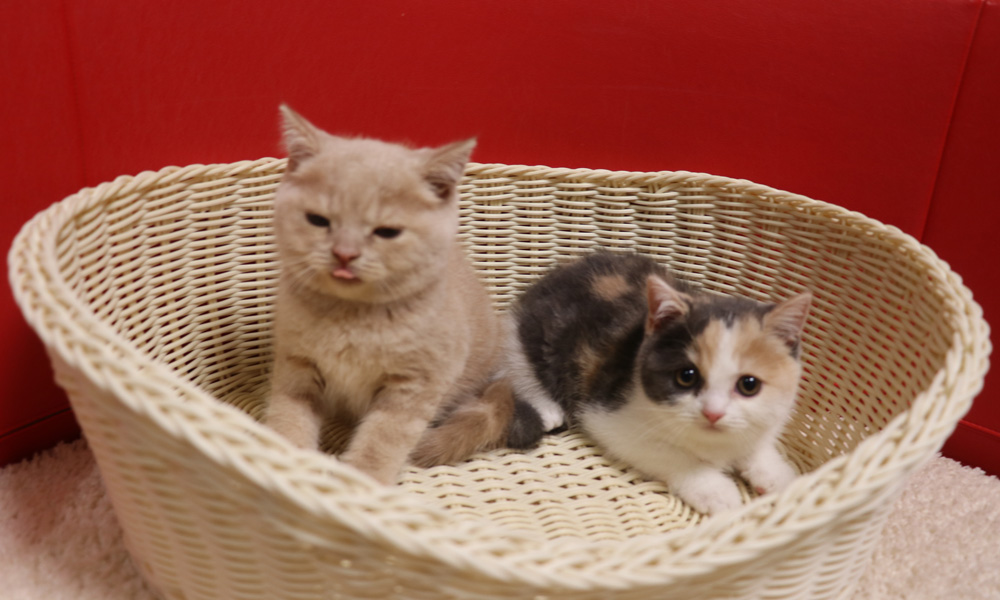 スコティッシュフォールドの子猫画像