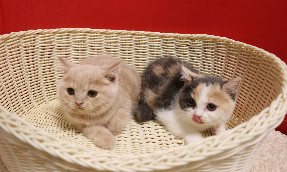 スコティッシュフォールドの子猫画像