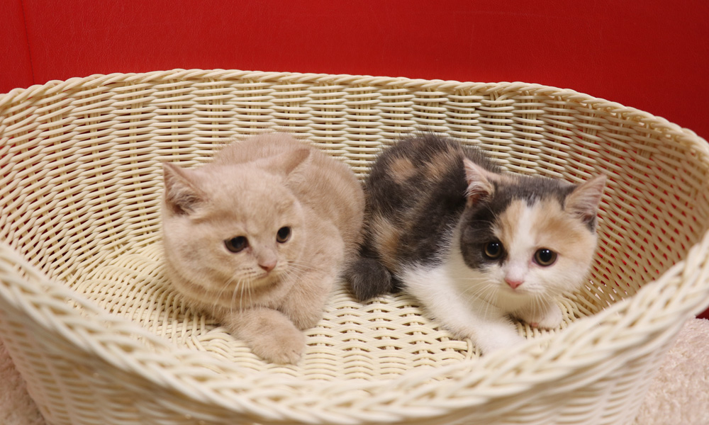 スコティッシュフォールドの子猫画像