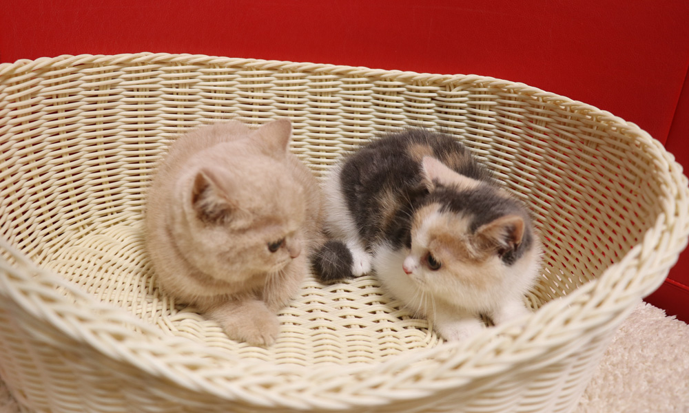 スコティッシュフォールドの子猫画像