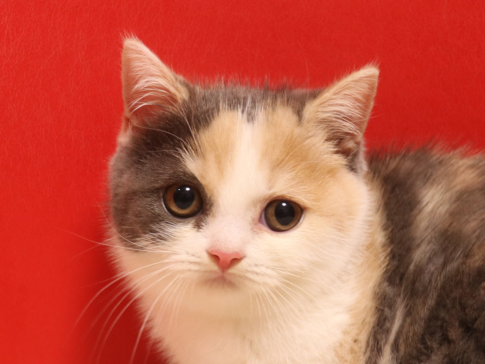 スコティッシュフォールドの子猫画像