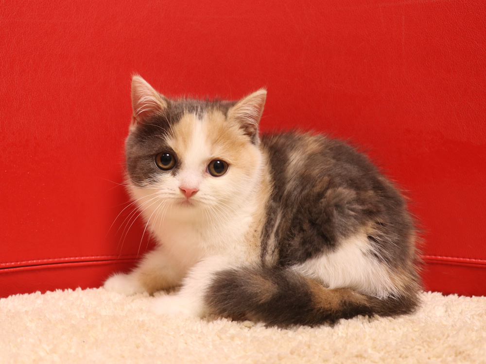 スコティッシュフォールドの子猫画像