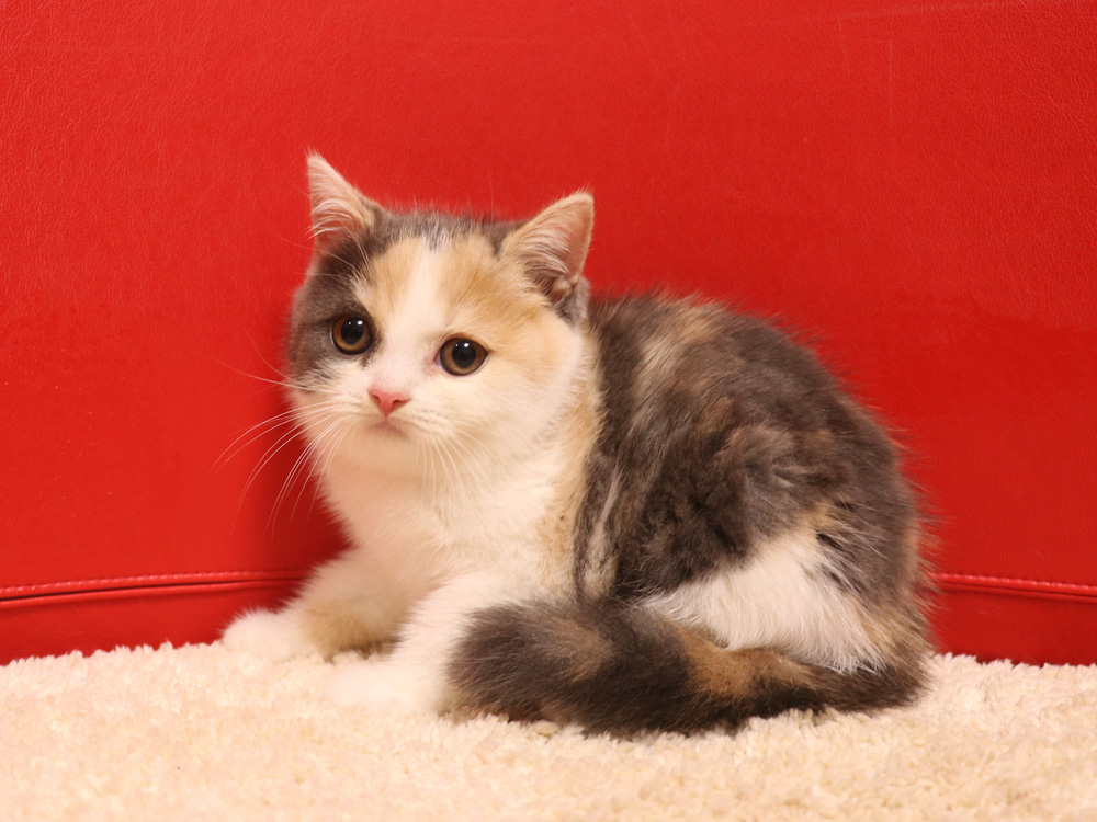 スコティッシュフォールドの子猫画像