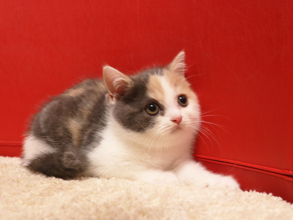 スコティッシュフォールドの子猫画像