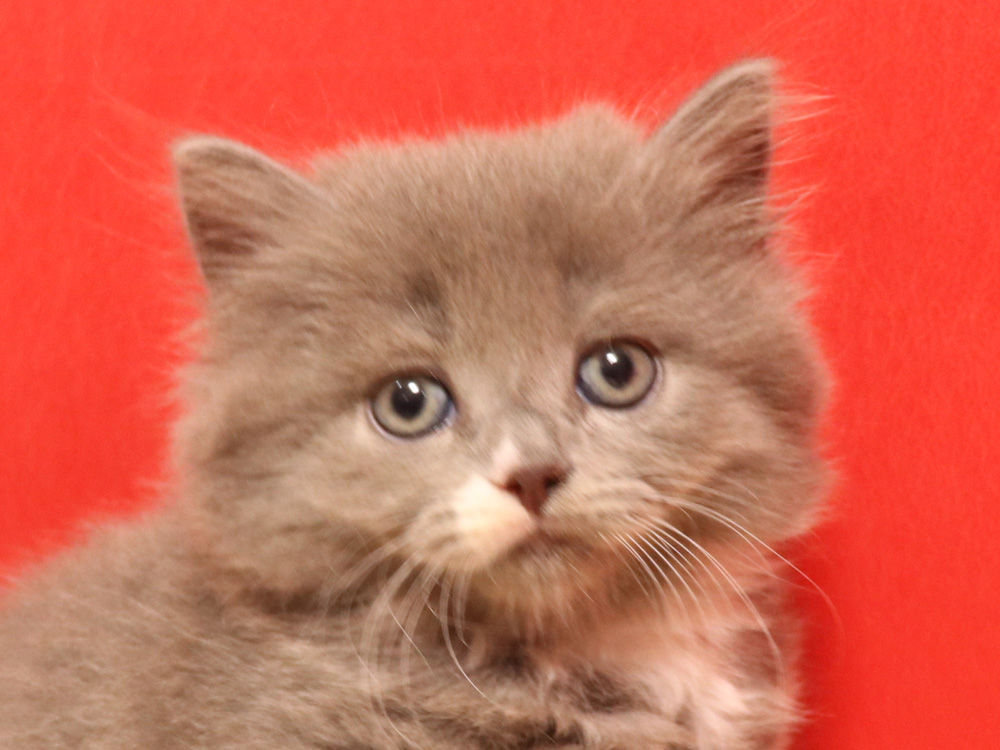スコティッシュフォールドの子猫画像