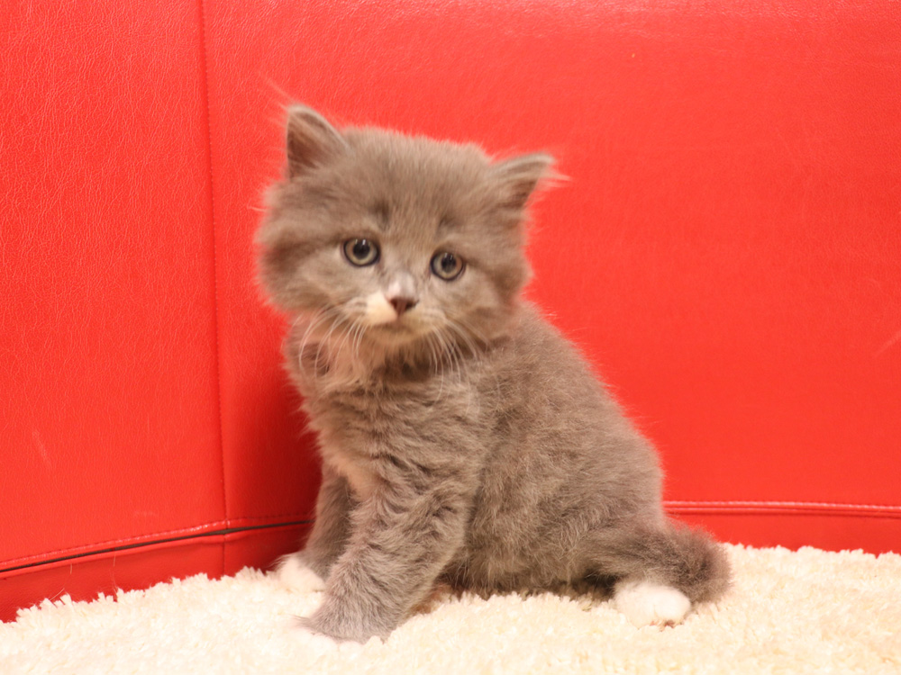 スコティッシュフォールドの子猫画像