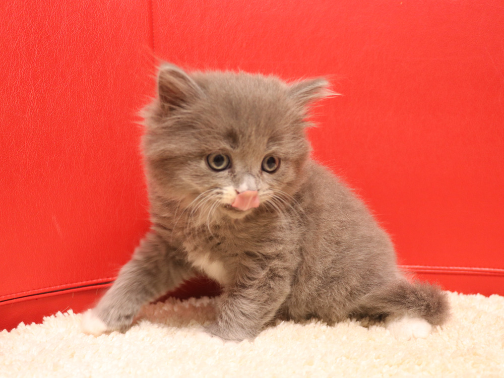 スコティッシュフォールドの子猫画像