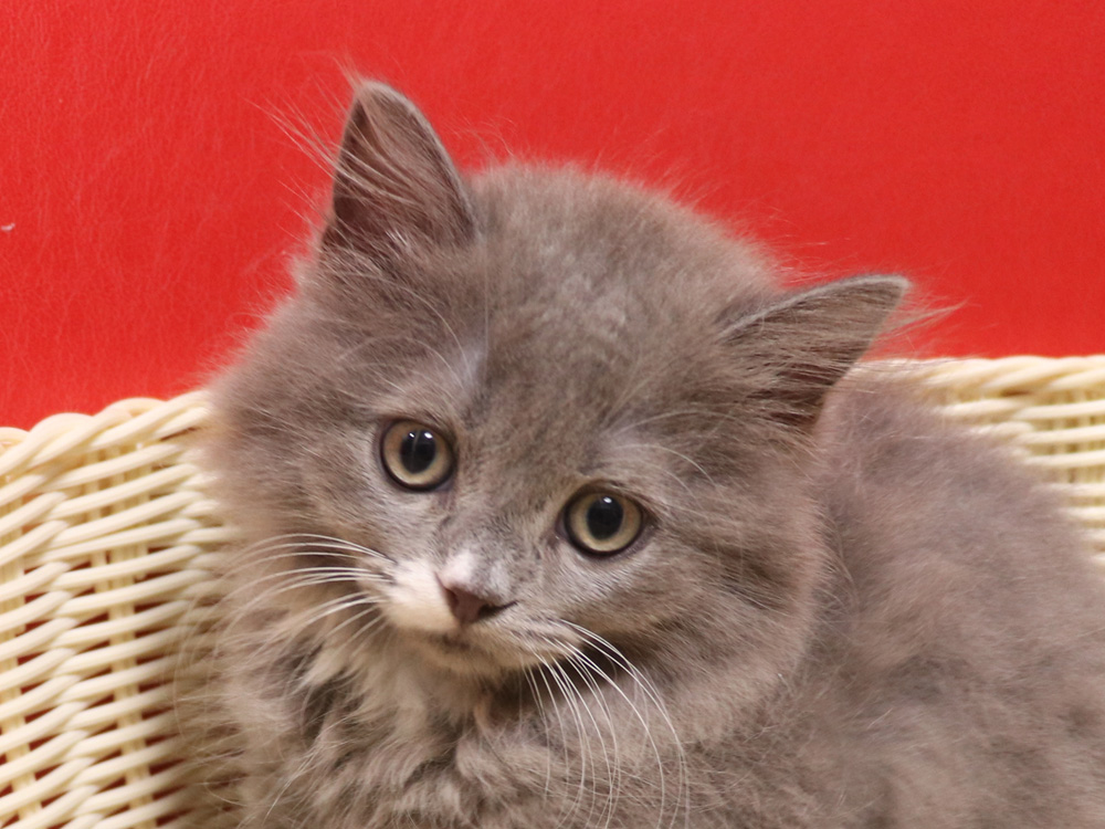 スコティッシュフォールドの子猫画像