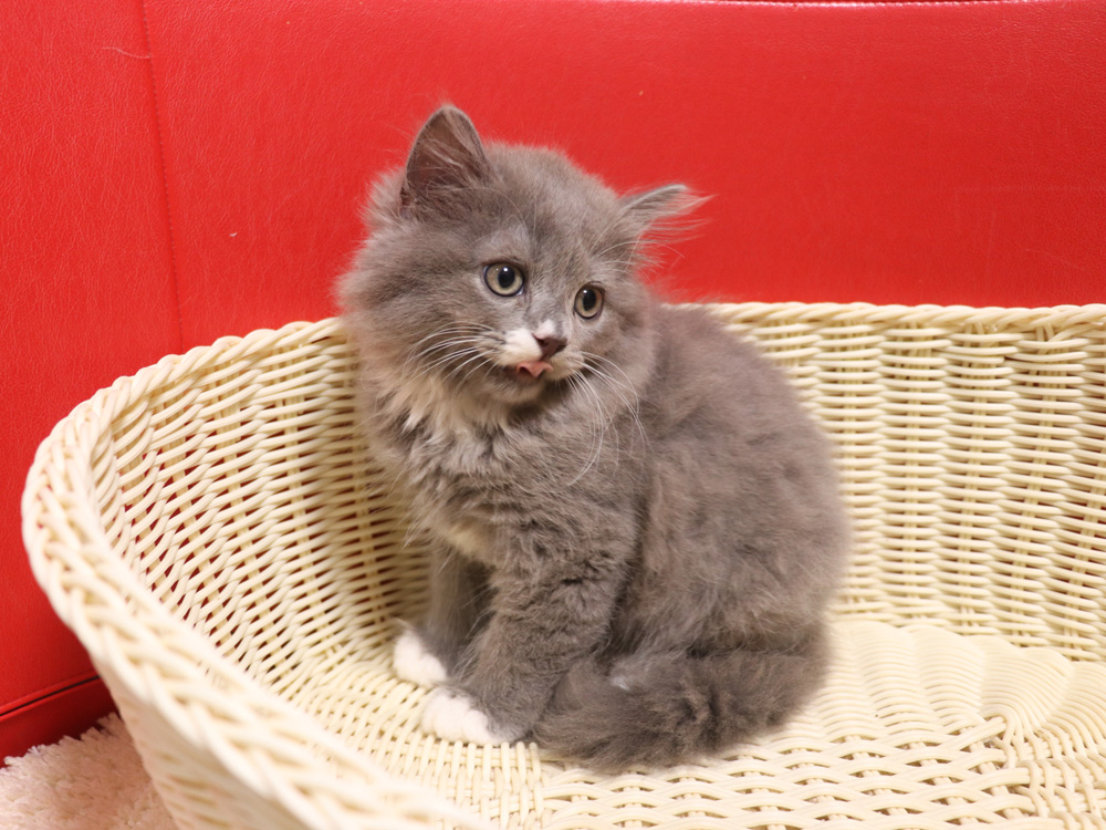 スコティッシュフォールドの子猫画像