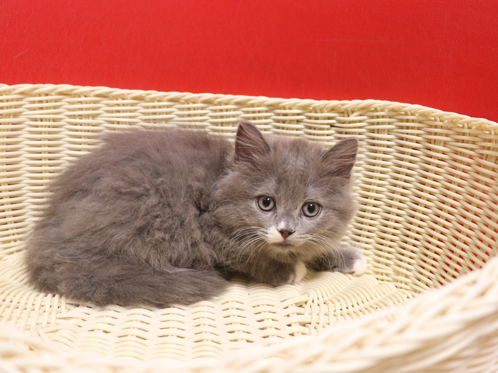 スコティッシュフォールドの子猫画像